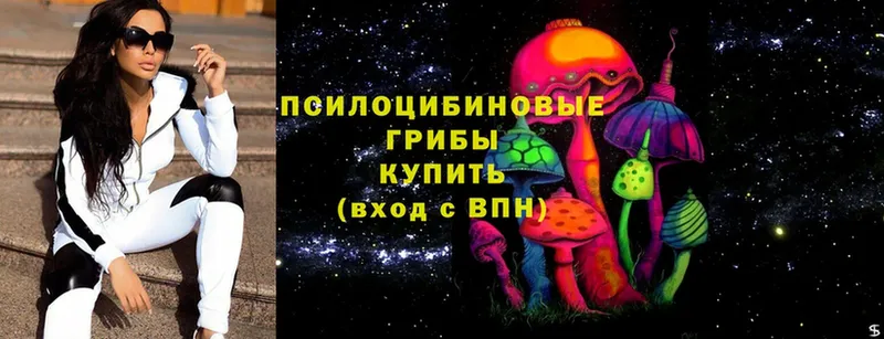 Псилоцибиновые грибы Psilocybe  Порхов 